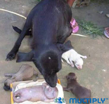 Anak Anjing Berwajah Manusia.alamindah121.blogspot.com