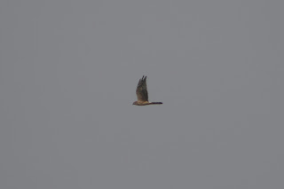 2cy female Pallid Harrier