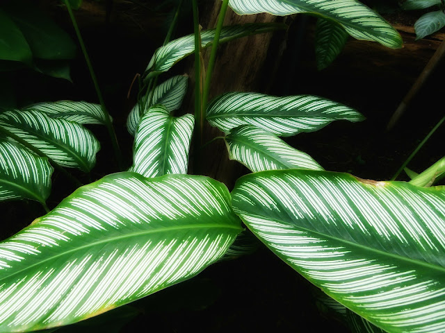 A calathea ornata plant with oval leaves that have green and white stripes.