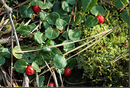 Fall2_PartridgeBerries_PineNeedles