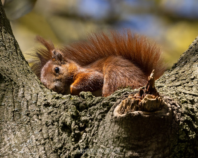 Baby red squirrel resting in a tree