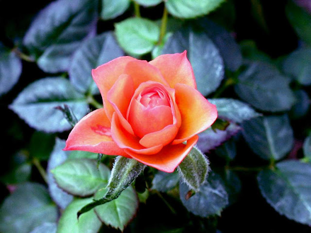 orange background rose