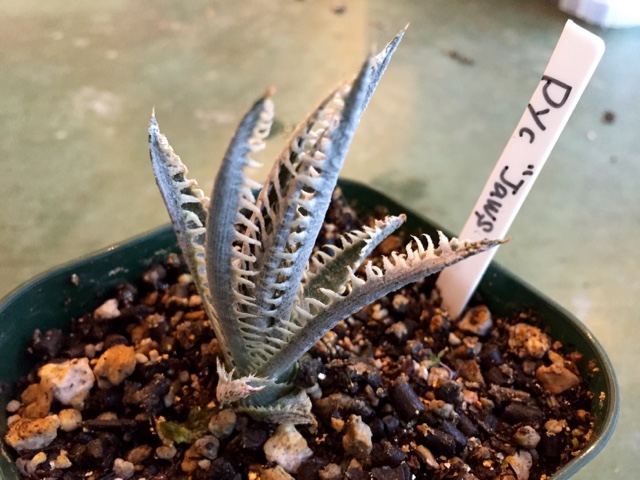 Dyckia You Up Dyckia Jaws