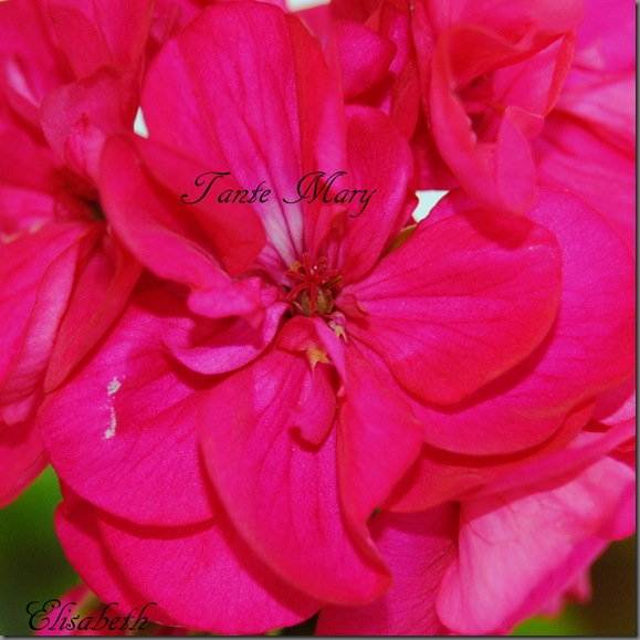 pelargonier i juni 2012 002 pelargonier i juni 2012 002