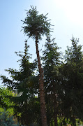 Maibaum. Eingestellt von elfi um 15:46