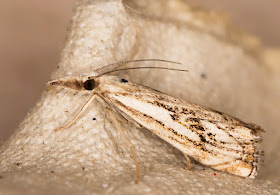 Chequered Grass-veneer, Catoptria falsella..  Kelsey Park, 28 August 2015.