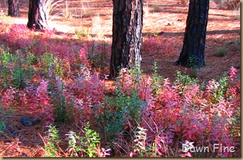 Weymouth Woods_002