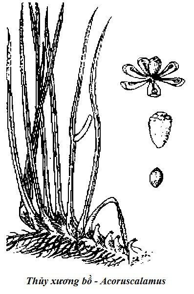 Hình vẽ Thủy xương bồ - Acoruscalamus - Nguyên liệu làm thuốc Chữa Bệnh Tiêu Hóa