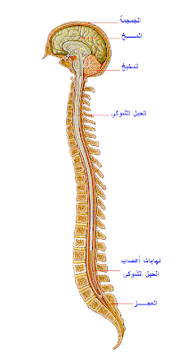 موسوعه العلوم الجهاز العصب ومكوناته