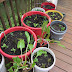 Fall Lettuce and Greens Container Garden
