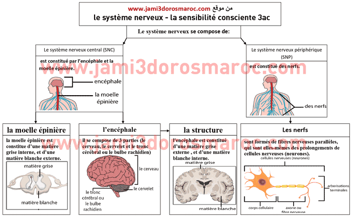 تلخيص درس le système nerveux pdf