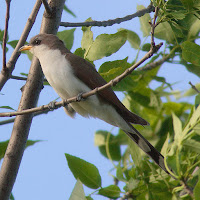 Yellow-billed Cuckoo – Cyprus Lake, Bruce Peninsula National Park, ON – Oct. 25, 2005 – Factumquintus