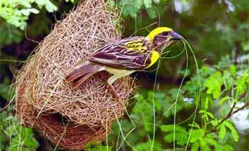 বাবুই পাখির সুন্দর ছবি - বাবুই, কাঠঠোকরা, চড়ুই, টুনটুনি, বুলবুলি, পাখির সুন্দর ছবি -  birds - NeotericIT.com