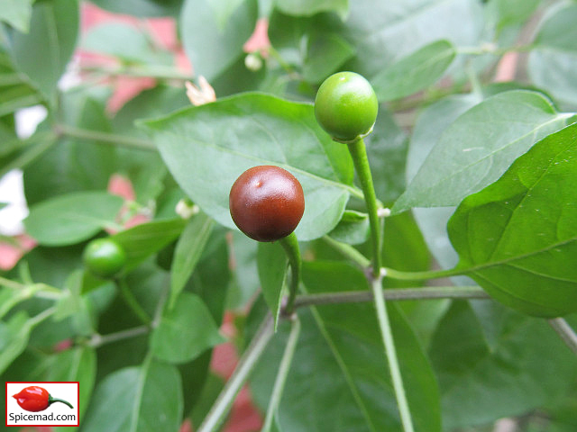 Cappuccino Chiltepin - 13th September 2022