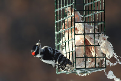 downy woodpecker feeding on suet