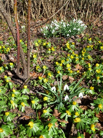 033 Galanthus nivalis, snödroppe, Eranthis hyemalis, vintergäck