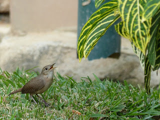 Troglodyte familier - Troglodytes aedon 