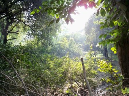 Sublime Vrindavana Forest Site of Krishna's Eternal Pastimes