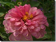 zinnia