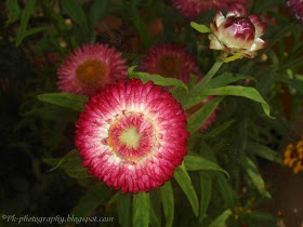 Strawflower pic