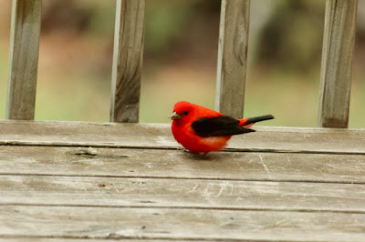male scarlet tanager