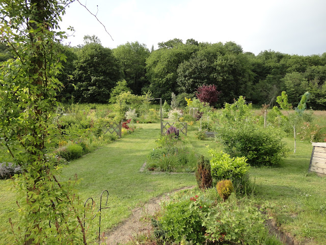 rosier déco jardin