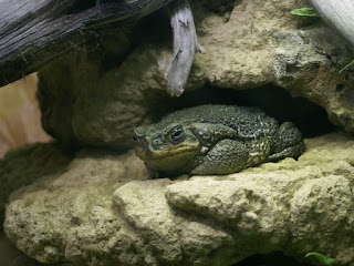 Crapaud cururu - Rhinella schneideri