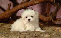 Fondo de escritorio bichon maltes toy 5