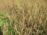 Βλίτο–Amaranthus sp.