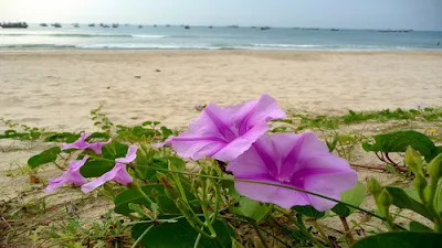 Dịu dàng hoa muống biển- 