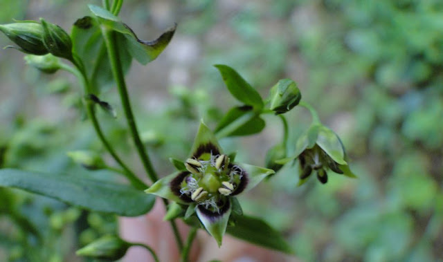 Chiraito (Swertia chirayita)