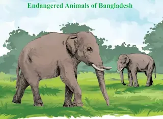 Text 3 Endangered Animals of Bangladesh