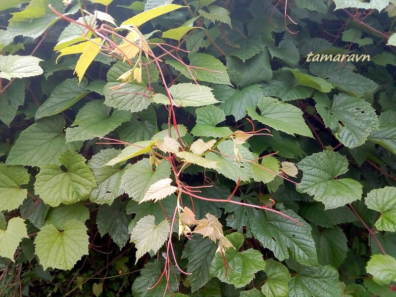 Виноград амурский (Vitis amurensis)