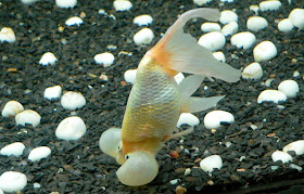 Bubble Eye Goldfish