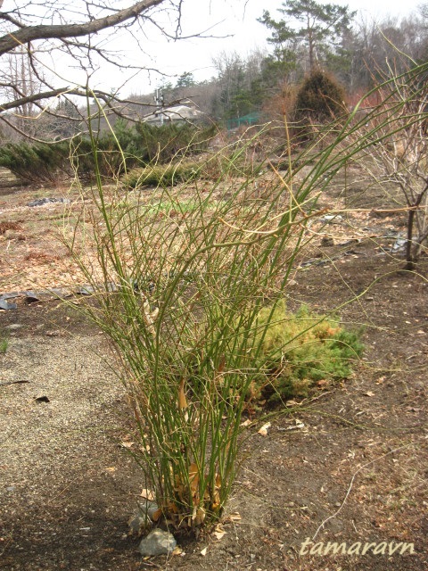 Керрия японская (Kerria japonica)