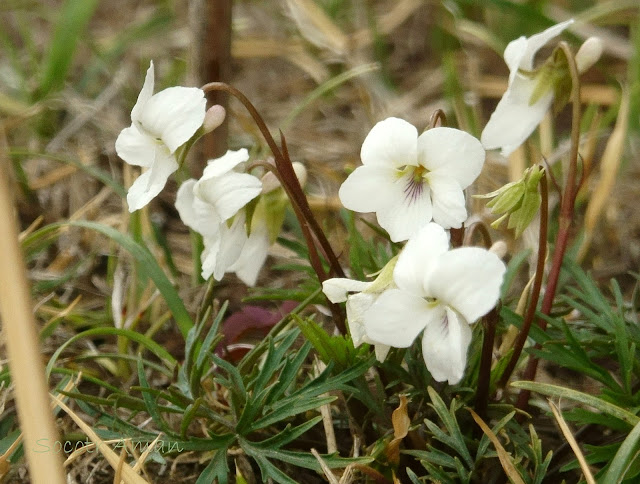 Viola chaerophylloides