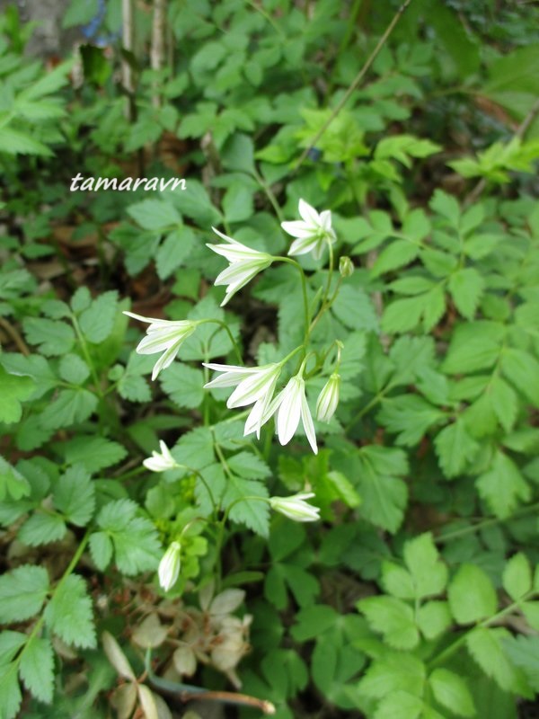 Ллойдия трёхцветковая (Lloydia triflora, =Ornithogalum triflorum, =Gagea triflora)