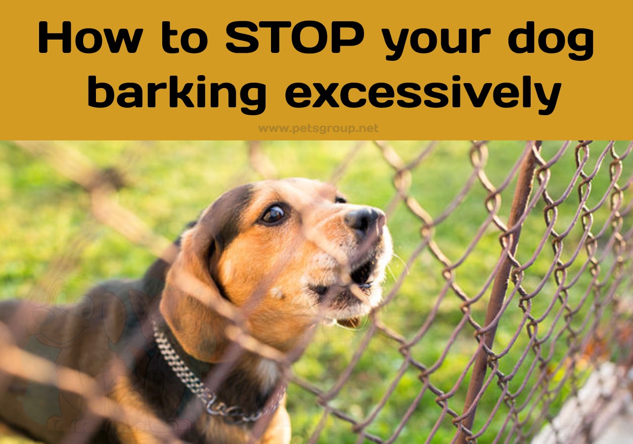 STOP your dog barking