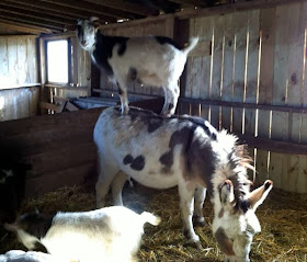 Funny animals of the week - 22 November 2013 (35 pics), goat rides on donkey