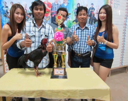 Foto Ayam  Bangkok  Aduan Juara  Ayam  Juara 