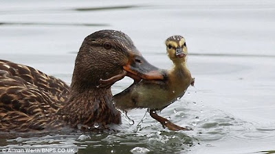 Bossy Duck Gives Duckling a Dunk Seen On  www.coolpicturegallery.us