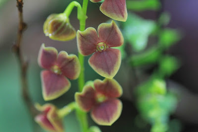 Stelis at Orchids of Collpapampa Gard