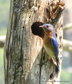 Eastern Bluebird