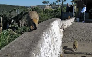 coatis rio do rastro