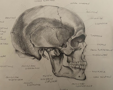 Cranio, vista laterale