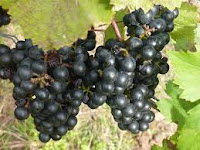 20 Benefits of Grapes Black for Health