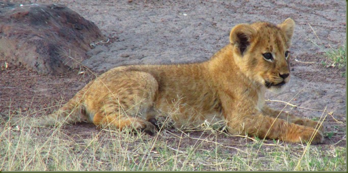 loin Cub