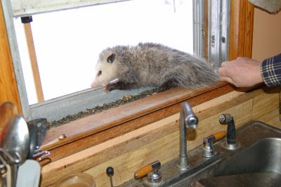 Possum in the window 1