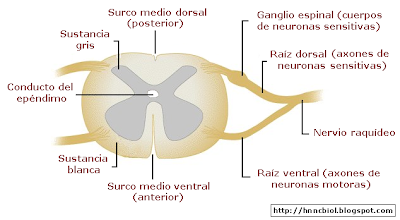 Estructura interna de la médula espinal