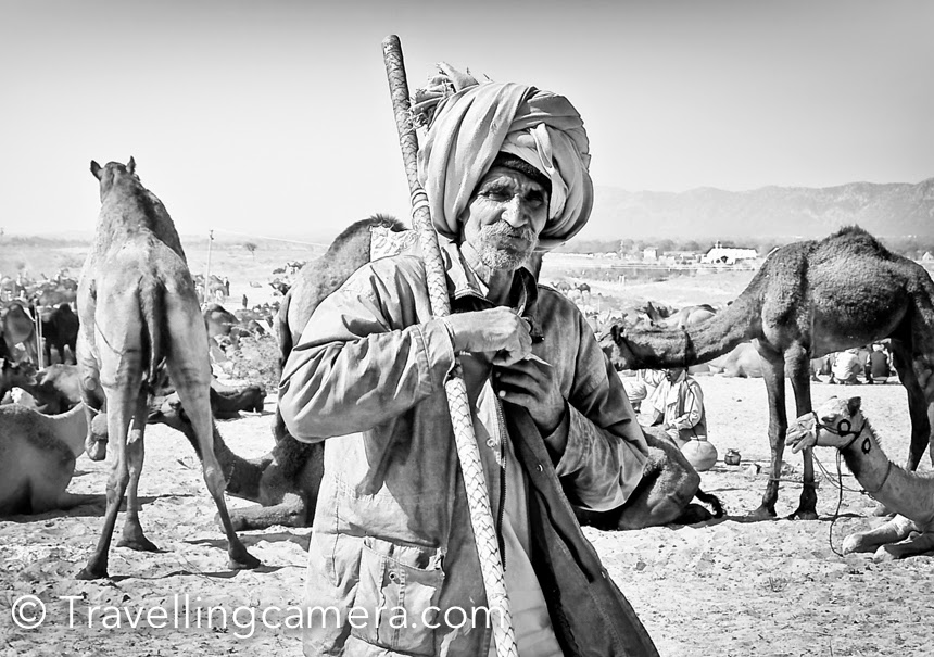 Camel trader at International Camel Fair in Pushkar, Rajasthan, India